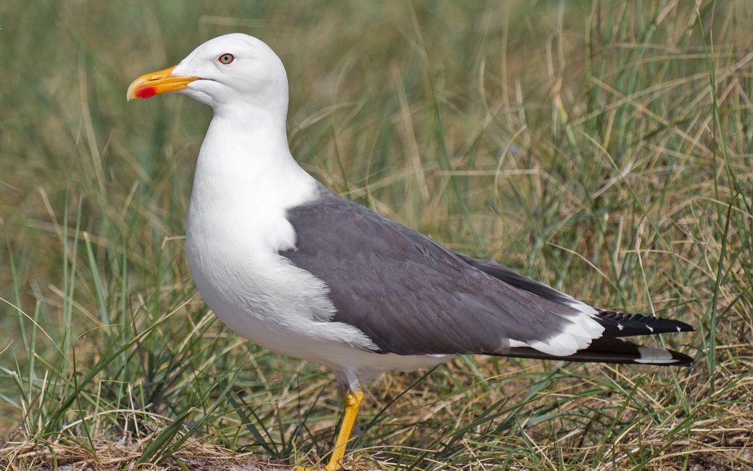 Primer caso de gripe aviar en Cantabria: detectado en una gaviota en Castro Urdiales