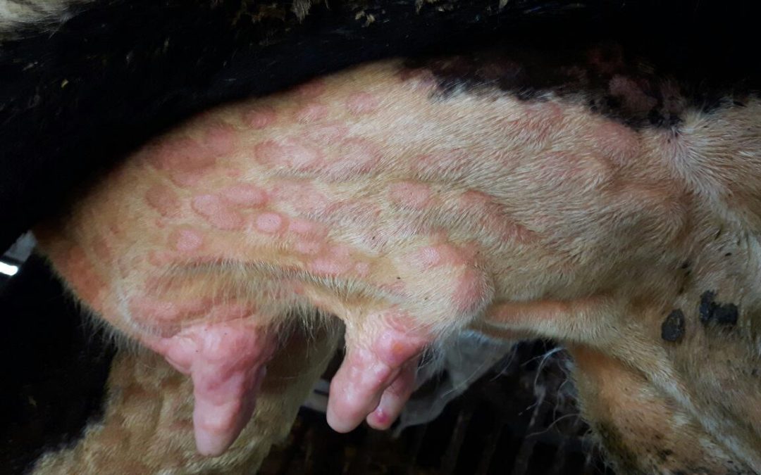 Confirmado un tercer foco de dermatosis nodular contagiosa en el Alt Empordà (Girona)