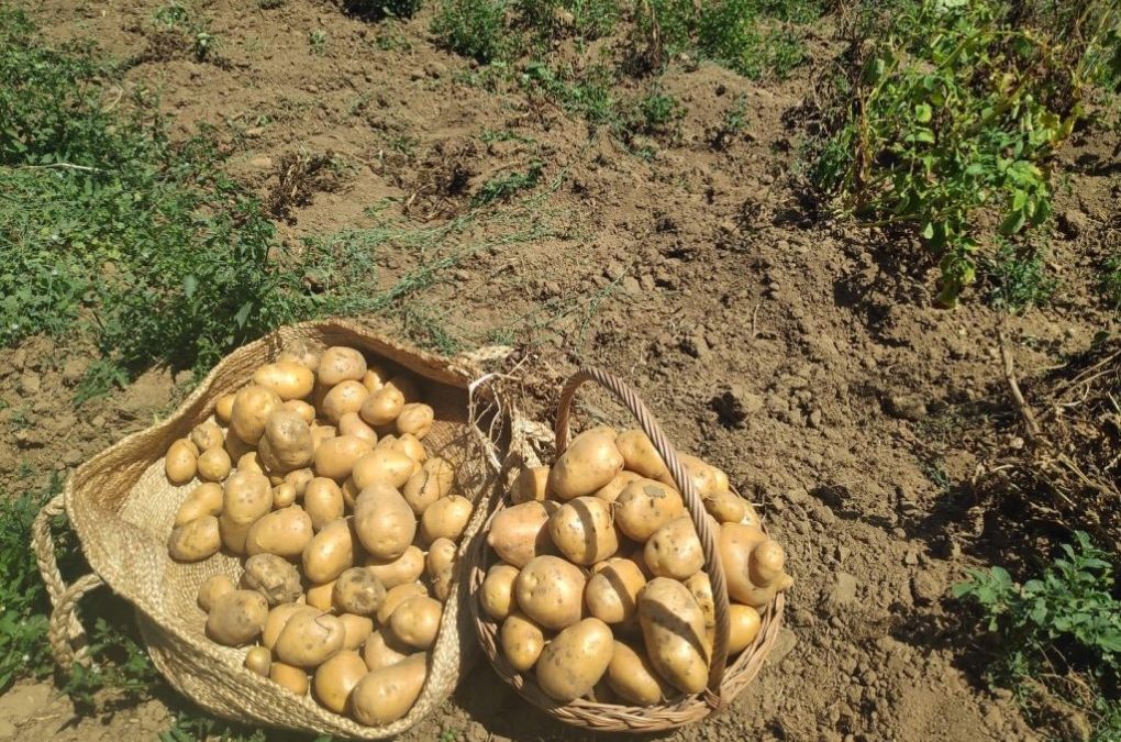 Ayuda excepcional para productores de patata en Valderredible (Campaña 2024)🥔