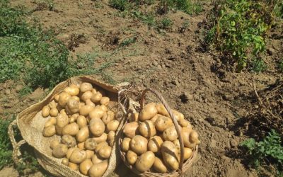Ayuda excepcional para productores de patata en Valderredible (Campaña 2024)🥔