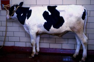 Segundo foco de Dermatosis Nodular Contagiosa en Cataluña