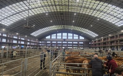 FERIA MERCADO NACIONAL DE GANADOS DE TORRELAVEGA 25/11/25