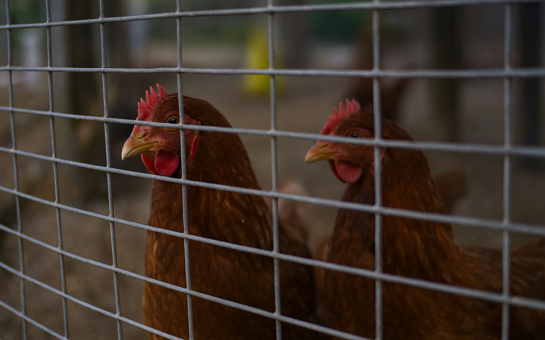 Gripe aviar: ¿Qué deben hacer los propietarios de gallinas en Cantabria?