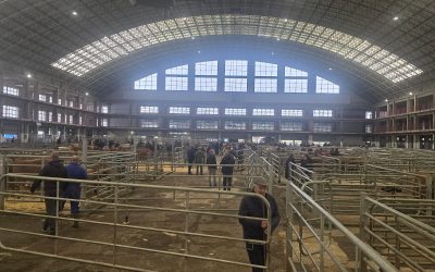 Feria en el Mercado Nacional de Ganados de Torrelavega: tranquilidad y buenas perspectivas