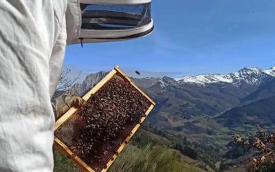 Ayudas a apicultores y productores de arándanos en Liébana