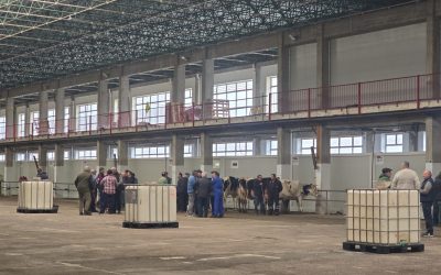 Feria en el Mercado Nacional de Ganados de Torrelavega – 10 de diciembre de 2025